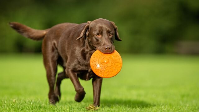 pet inheritance trust