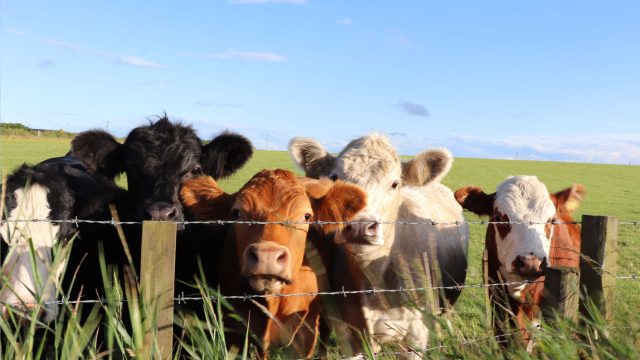 cattle attack claim